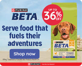 Beta Dog